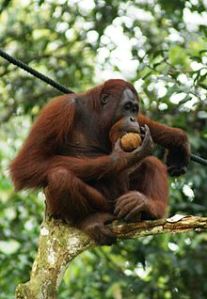220px-Orang_Utan,_Semenggok_Forest_Reserve,_Sarawak,_Borneo,_Malaysia