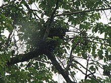 220px-Orangutan_Nest